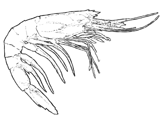 Benthesicymus crenatus