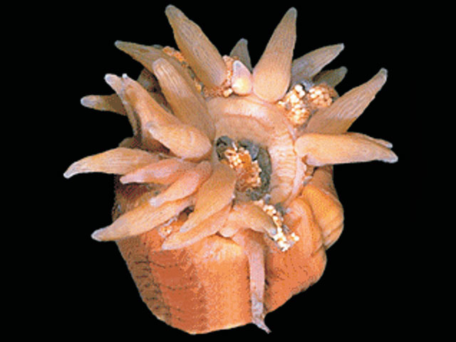 Bolocera kerguelensis