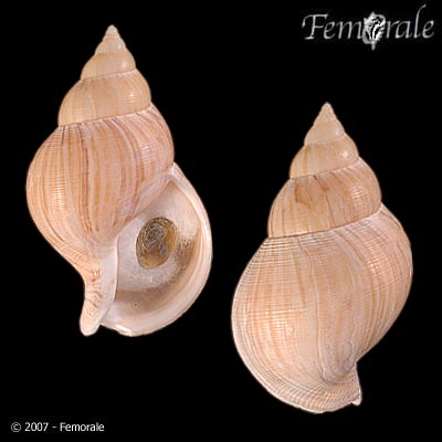 Buccinum humphreysianum