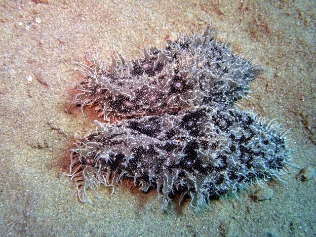 Bursatella leachii
