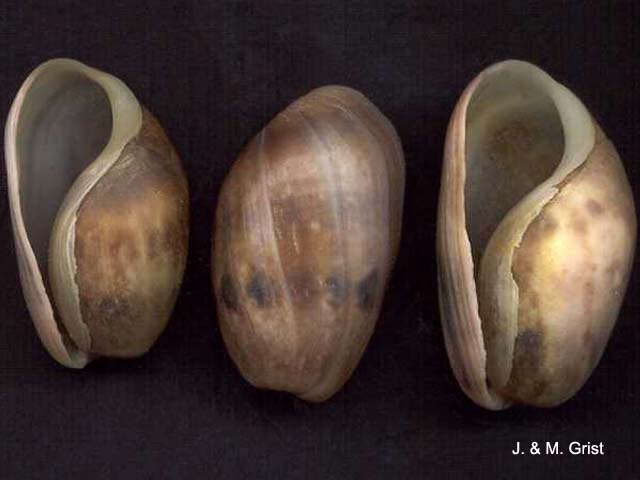 Bulla quoyii