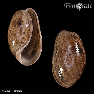 Bulla striata