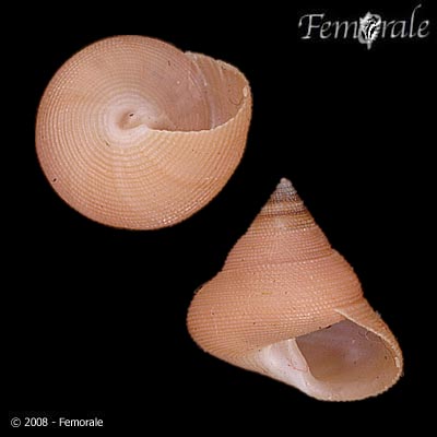 Calliostoma euglyptum