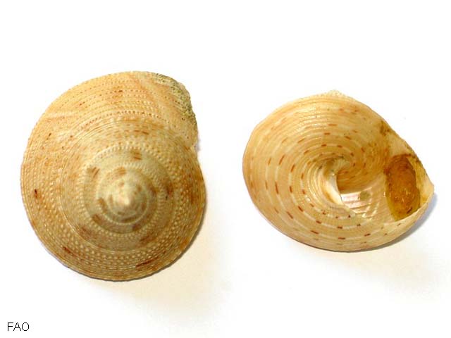 Calliostoma granulatum