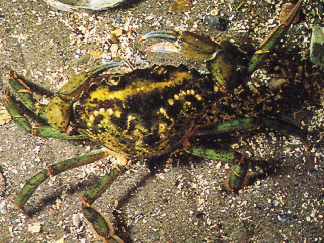 Carcinus maenas