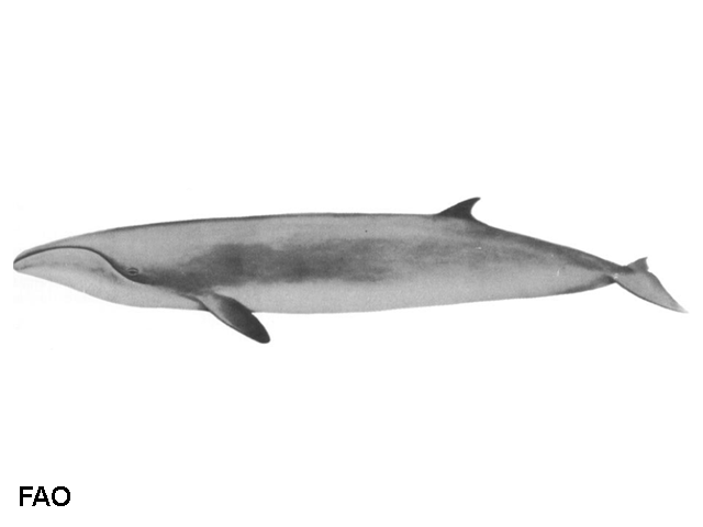Caperea marginata