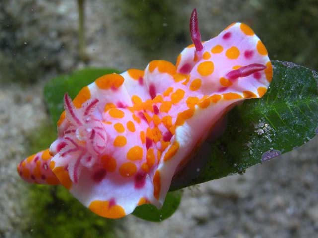 Ceratosoma amoena