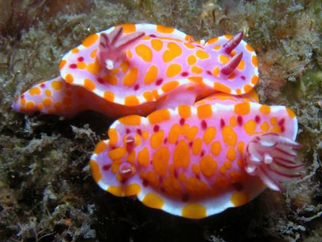 Ceratosoma amoena