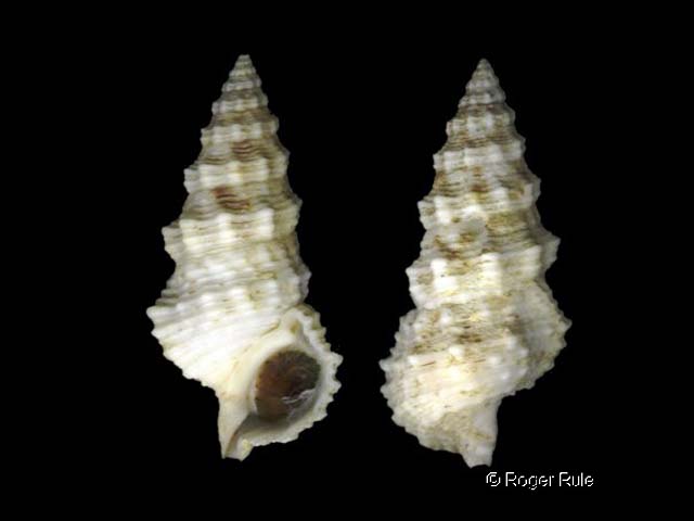 Cerithium columna