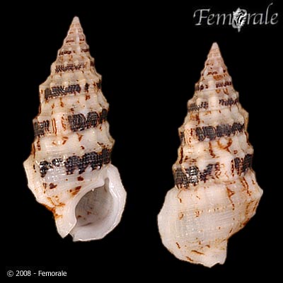 Cerithium eburneum