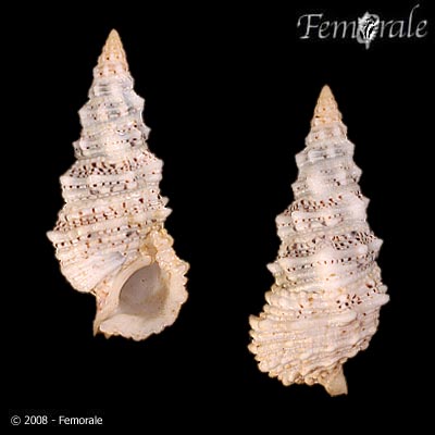 Cerithium echinatum