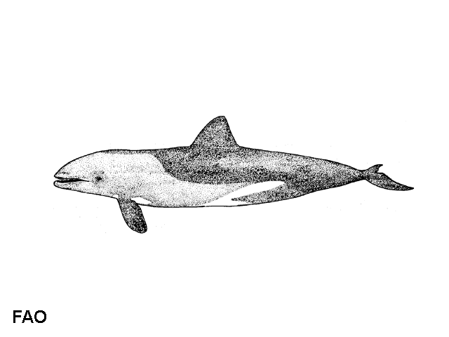 Cephalorhynchus heavisidii