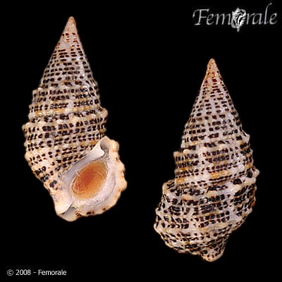 Cerithium litteratum