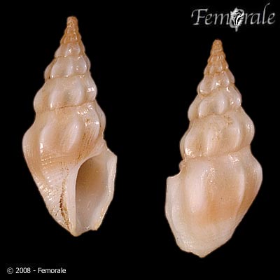Cerodrillia perryae