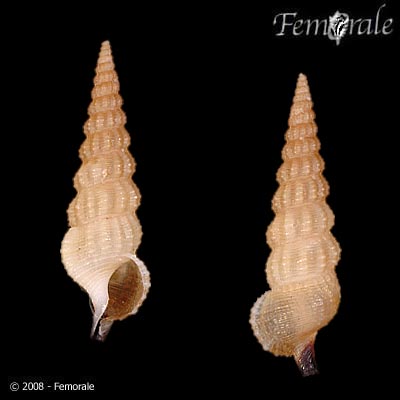 Cerithium rostratum