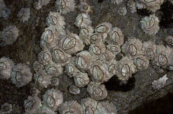Chthamalus antennatus