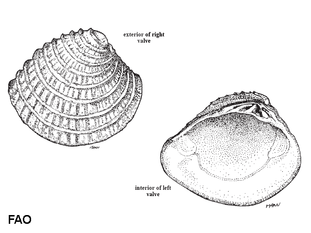 Chione cancellata