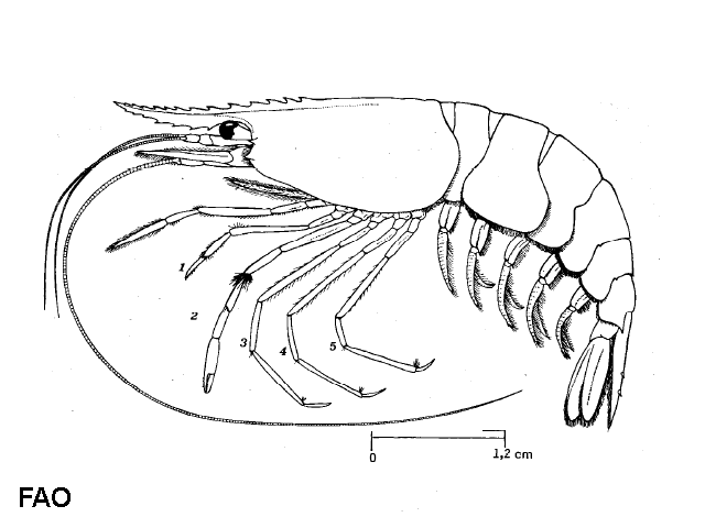 Chlorotocus crassicornis