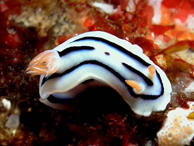 Chromodoris lochi