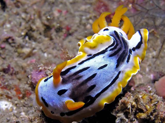 Chromodoris michaeli