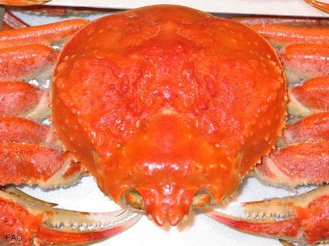 Chopi_u2.jpg