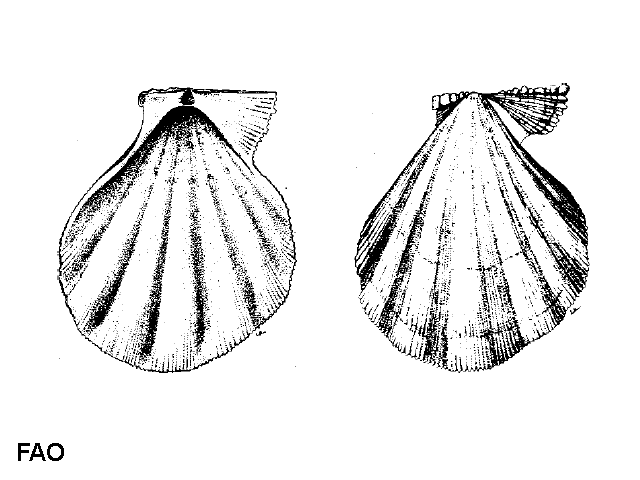 Manupecten pesfelis