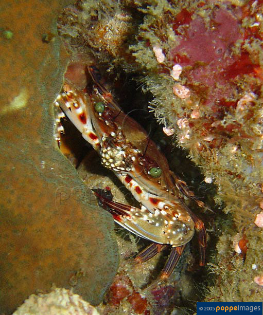 Charybdis riversandersoni