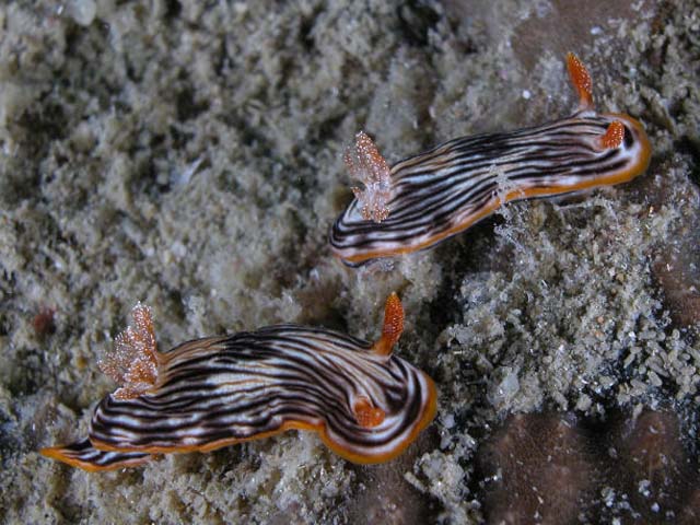 Chromodoris striatella