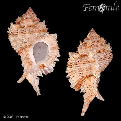 Chicoreus superbus
