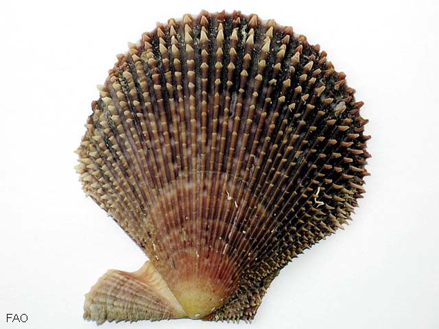 Mimachlamys varia