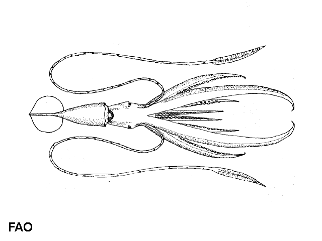 Chiroteuthis veranii