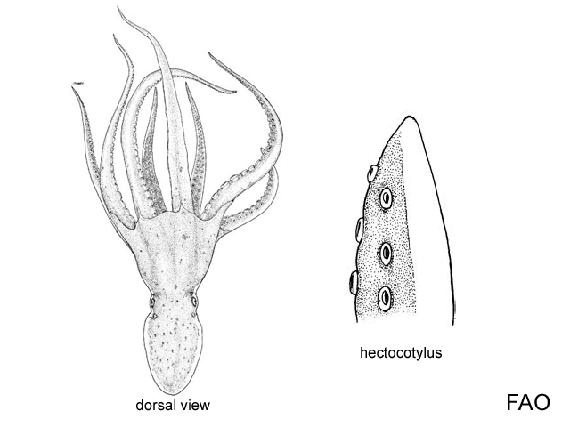 Cistopus taiwanicus