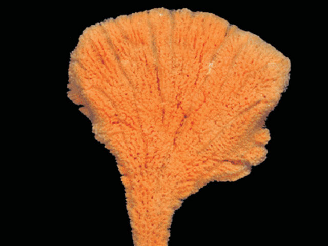 Clathria flabellata