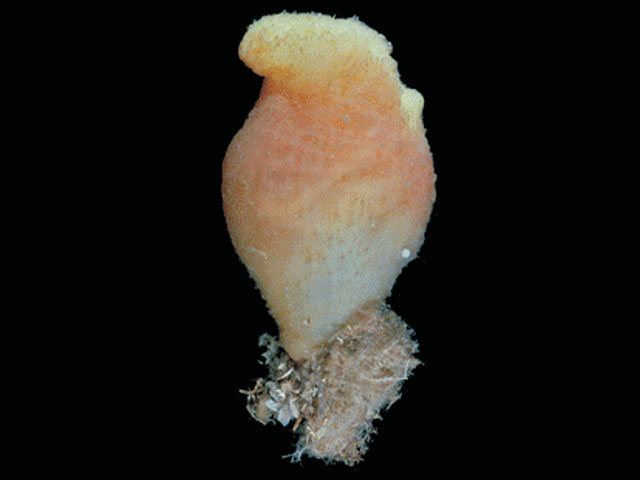 Cnemidocarpa verrucosa