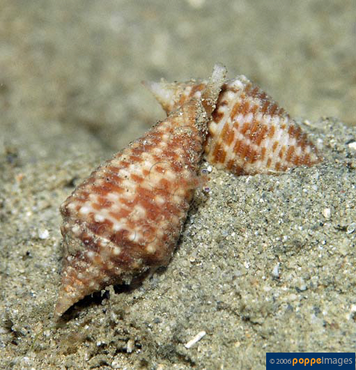 Conus acutangulus