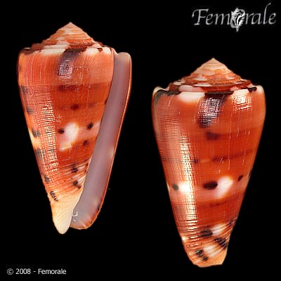 Conus barthelemyi