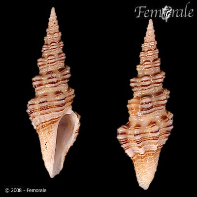 Cobic_u0.jpg