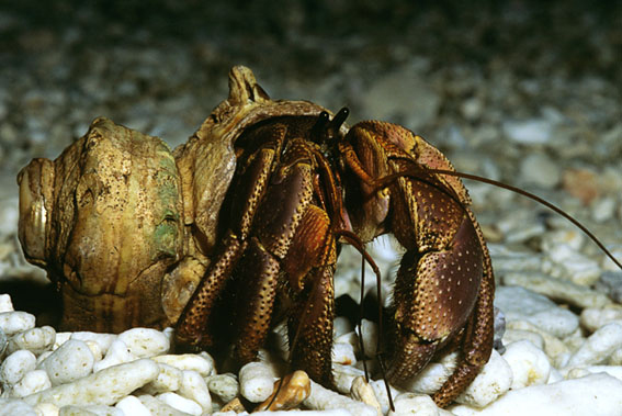 Coenobita brevimanus