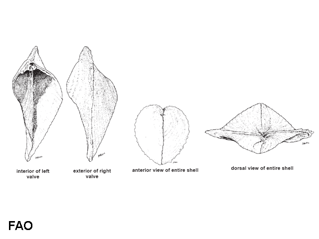 Corculum cardissa