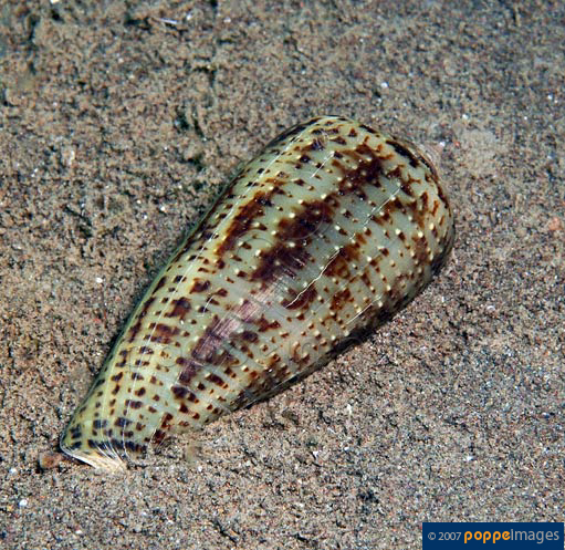 Conus cinereus