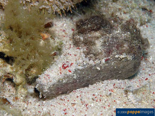 Conus emaciatus