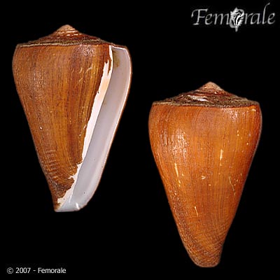 Conus fergusoni