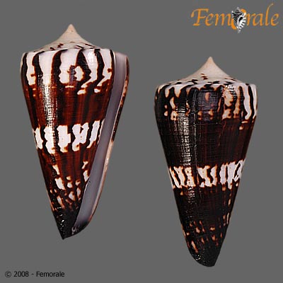 Conus generalis