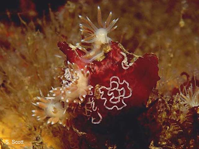 Flabellina gracilis