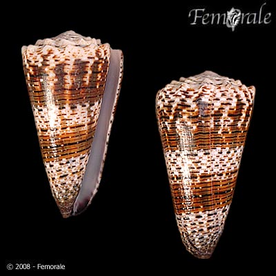 Conus imperialis