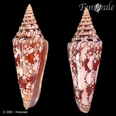 Conus milneedwardsi