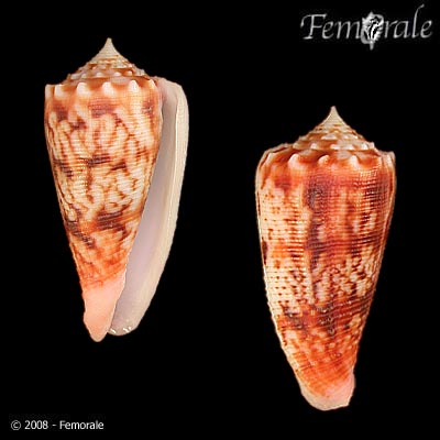 Conus moluccensis