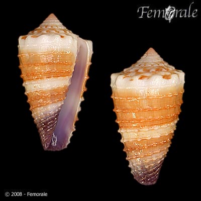 Conus muriculatus