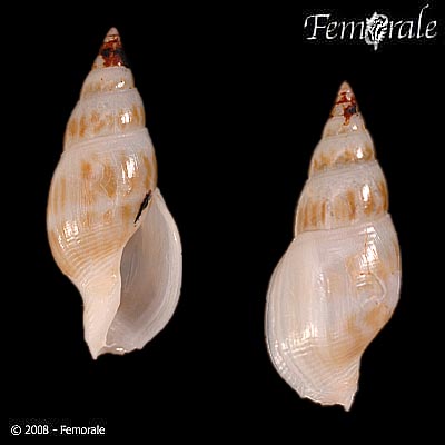 Cosmioconcha nitens