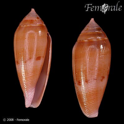 Conus nucleus